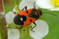 Melanocoryphus albomaculatus