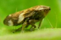 Philaenus spumarius