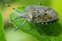 Rhaphigaster nebulosa