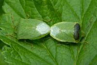 Nezara viridula