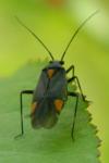 Capsodes flavomarginatus