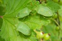 Nezara viridula