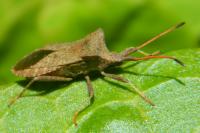 Coreus marginatus