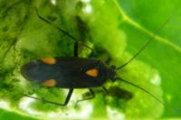 Capsodes flavomarginatus