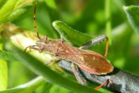 Camptopus lateralis