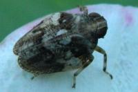 Issus