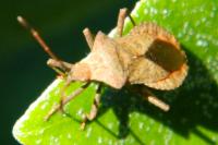 Coreus marginatus
