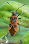 Corizus hyoscyami