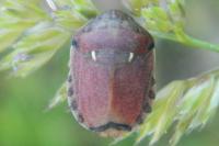 Eurygaster maura