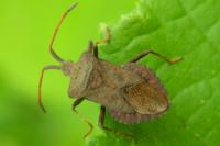 Coreus marginatus