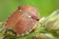 Eurygaster maura