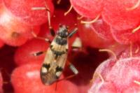 Beosus maritimus