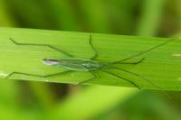 Megaloceroea recticornis