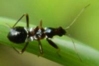 Himacerus mirmicoides