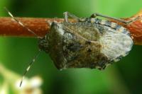 Rhaphigaster nebulosa