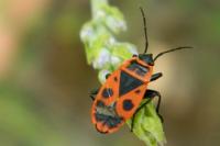 Pyrrhocoris apterus