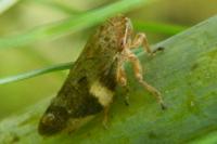 Aphrophora alni