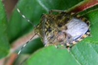 Rhaphigaster nebulosa