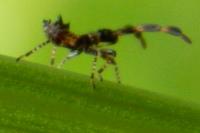 Coreus marginatus