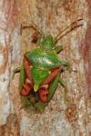 Cyphostethus tristriatus