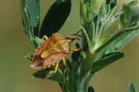 Carpocoris purpureipennis
