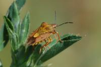 Carpocoris purpureipennis