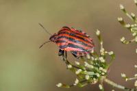 Graphosoma italicum