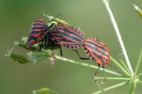 Graphosoma italicum