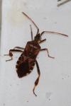 Leptoglossus occidentalis