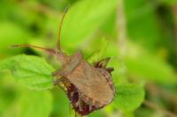 Coreus marginatus