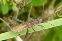 Camptopus lateralis