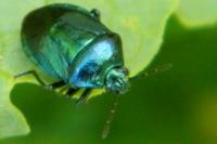 Zicrona caerulea