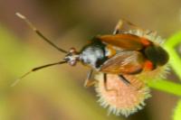 Deraeocoris ruber