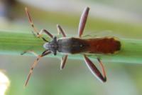 Camptopus lateralis