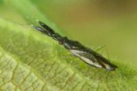 Heterotoma planicornis