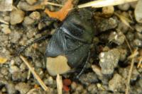 Cydnus aterrimus
