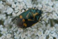Eurydema oleracea