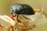 Legnotus limbosus