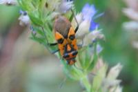 Corizus hyoscyami
