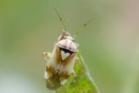 Lygus