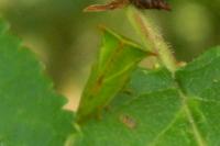 Stictocephala alta