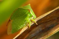 Stictocephala alta