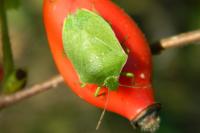Nezara viridula