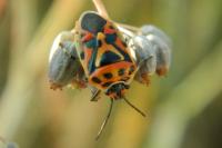 Eurydema ornata