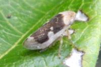 Philaenus spumarius