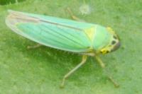 Cicadella viridis