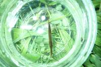 Ranatra linearis