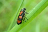 Cercopis vulnerata