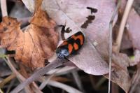 Cercopis vulnerata