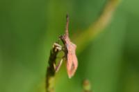 Coriomeris denticulatus